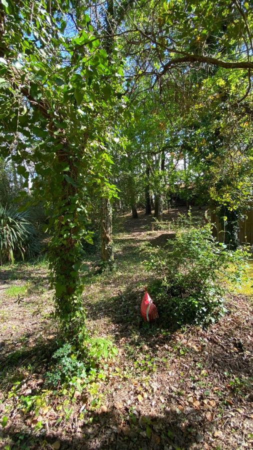 Le Petit Poulailler Au Beau Milieu Des Pins Villa Lacanau Eksteriør billede
